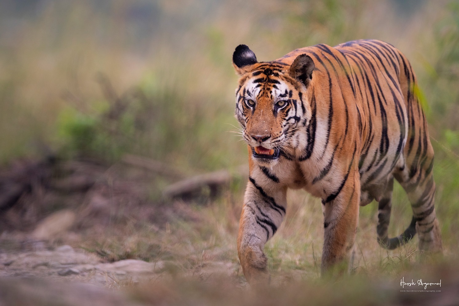 Best Tiger Safari in India Top Destinations for an Unforgettable Wildlife Adventure