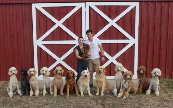 Goldendoodle Puppies Triangle Area: Finding the Perfect Family Companion