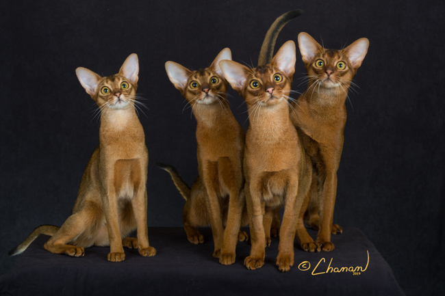 Abyssinian Kittens for Sale: A Smart Guide for Future Cat Owners